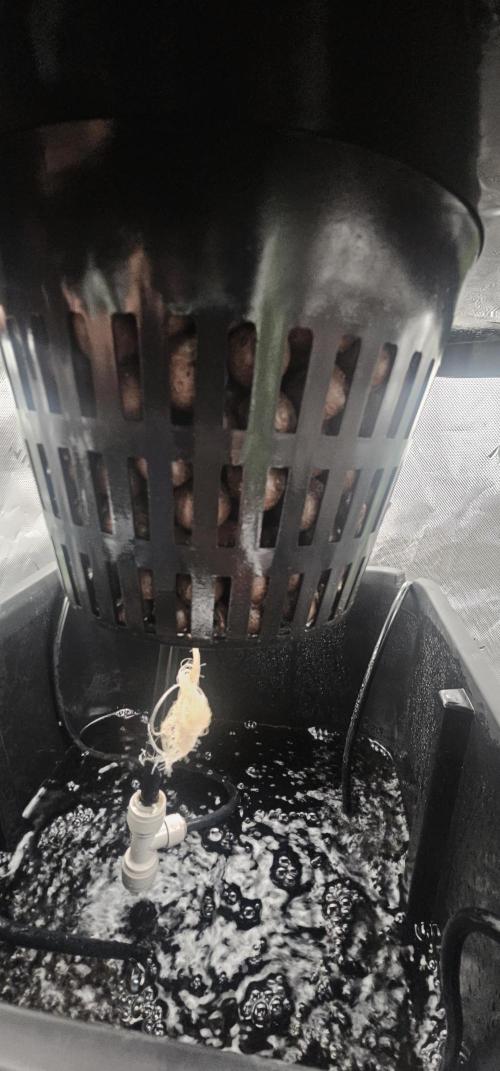 First Grow - DWC. Week 4