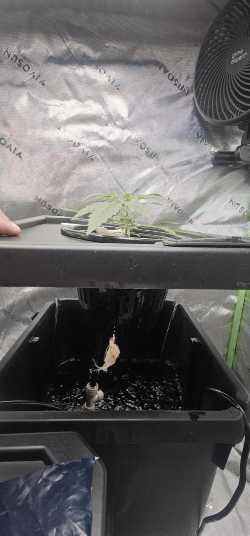 First Grow - DWC. Week 4