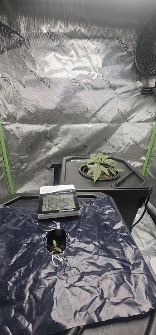 First Grow - DWC. Week 4