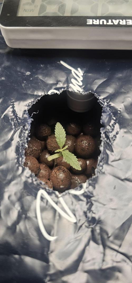 First Grow - DWC. Week 4