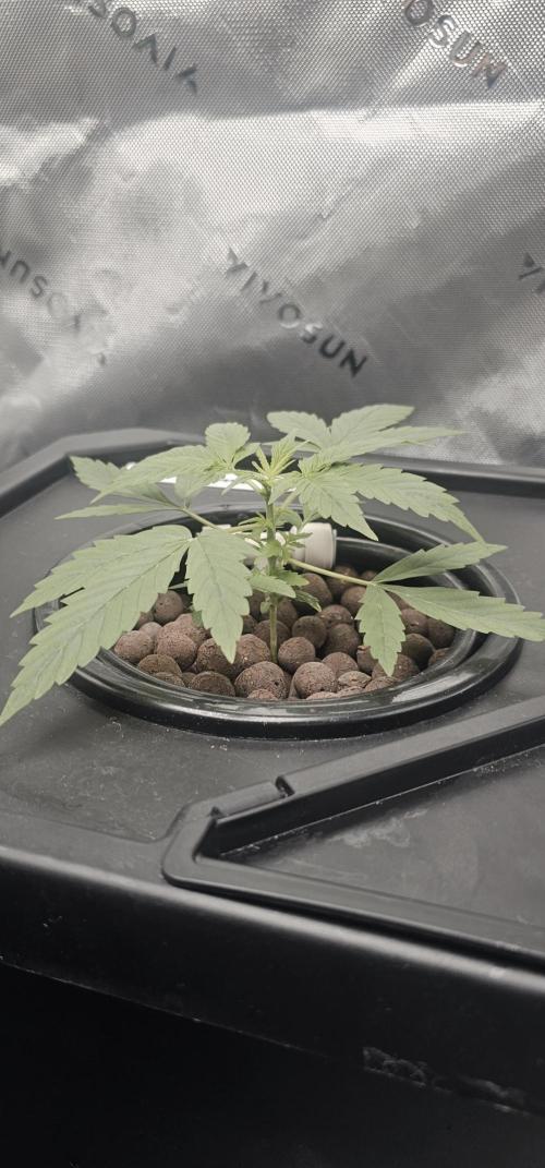 First Grow - DWC. Week 4