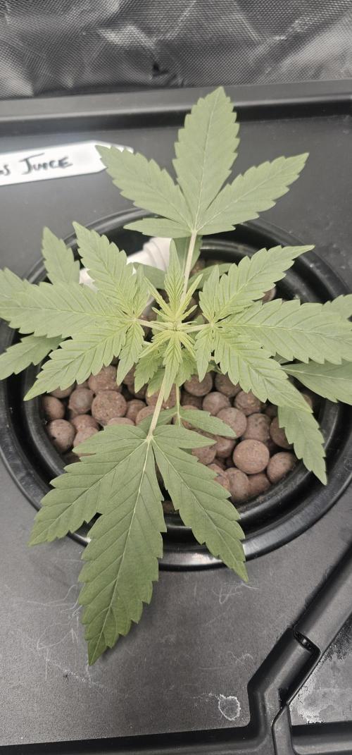First Grow - DWC. Week 4