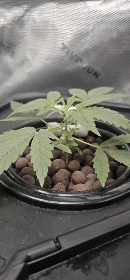 First Grow - DWC. Week 4