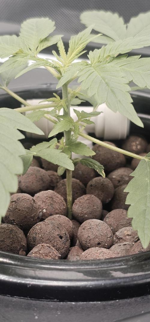 First Grow - DWC. Week 4