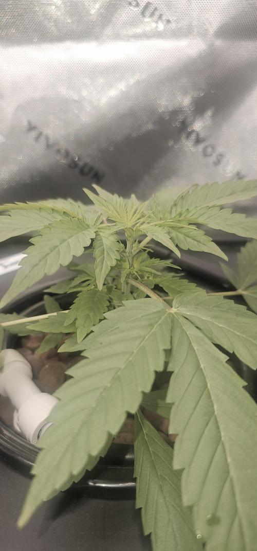 First Grow - DWC. Week 5