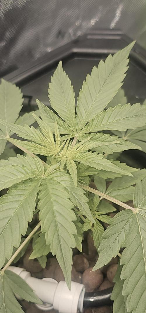 First Grow - DWC. Week 5