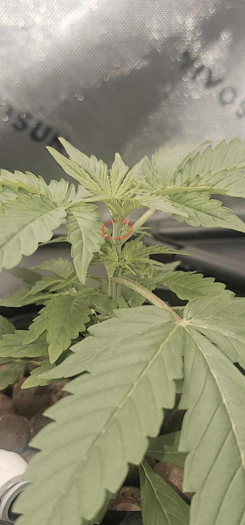 First Grow - DWC. Week 5