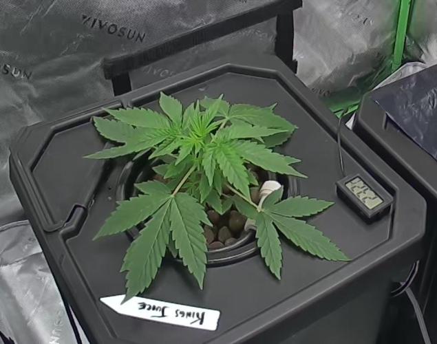 First Grow - DWC. Week 5