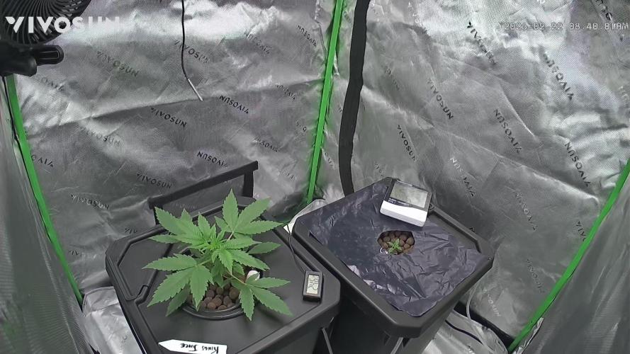 First Grow - DWC. Week 5