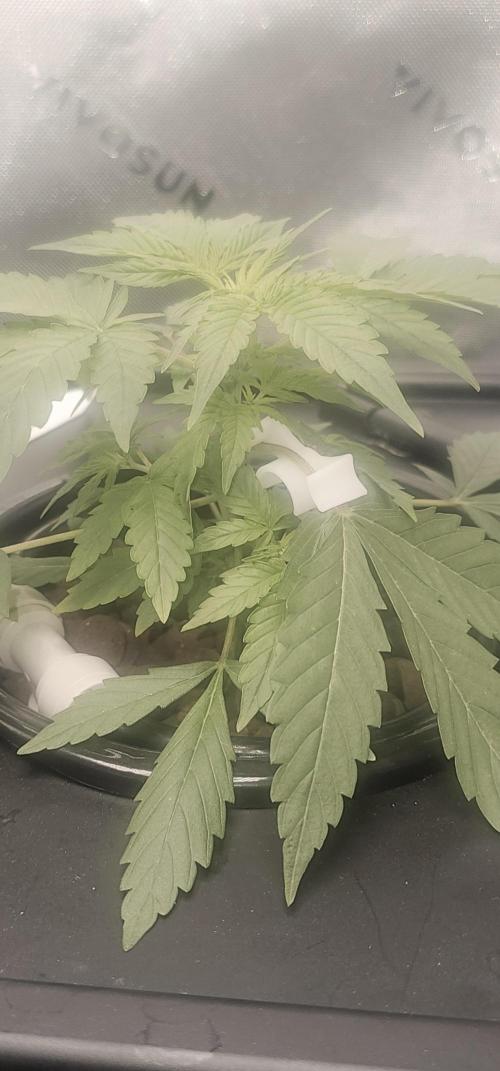 K0KA420
