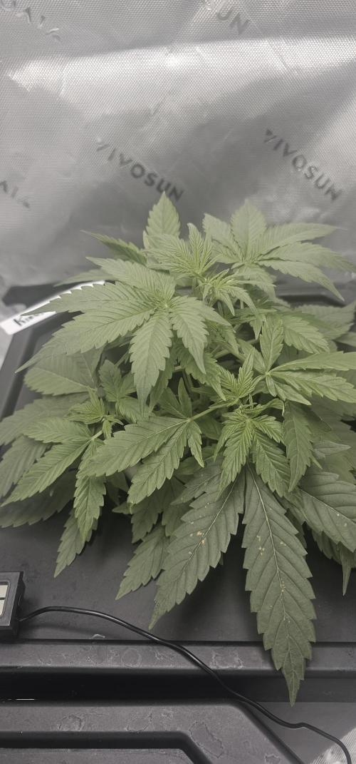 First Grow - DWC. Week 5 - end of week 5