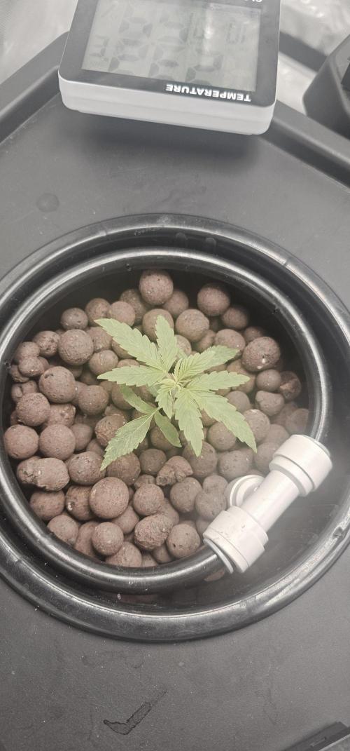 First Grow - DWC