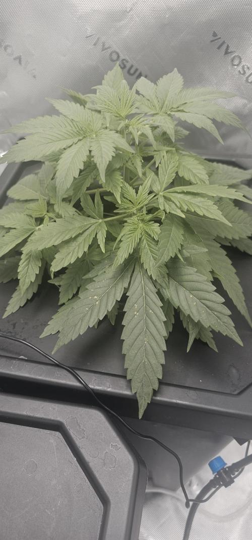 K0KA420
