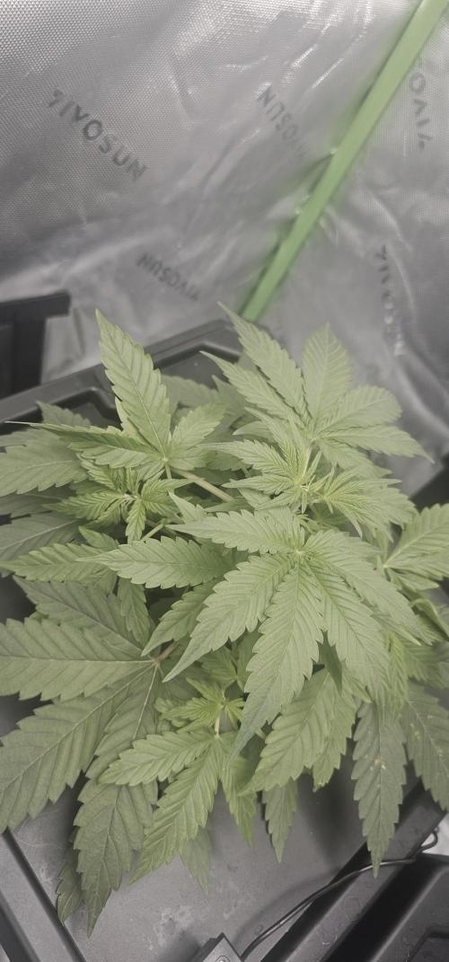 K0KA420