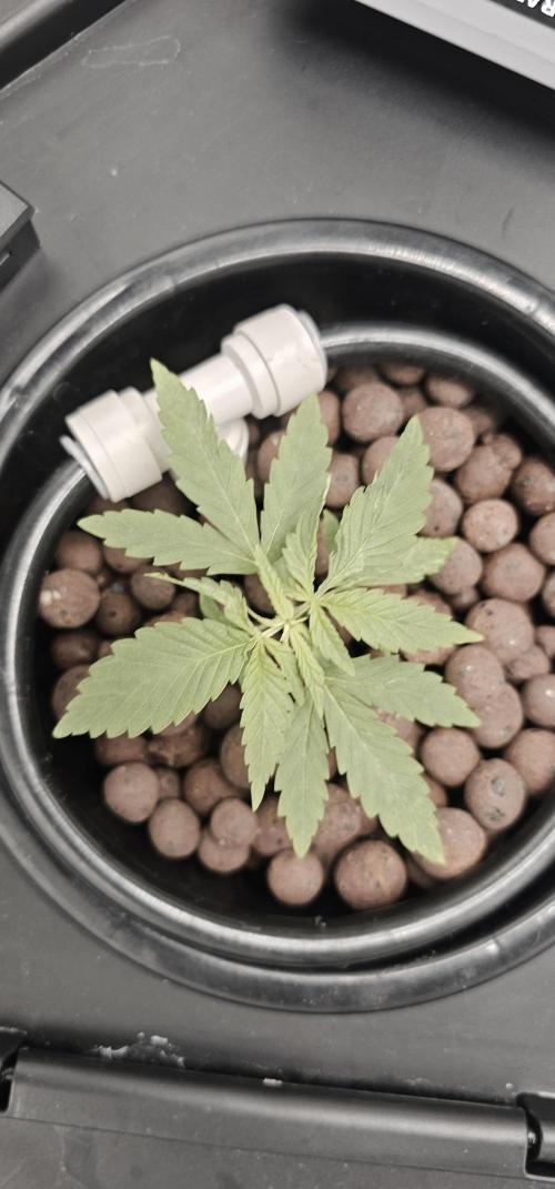 First Grow - DWC. Week 6