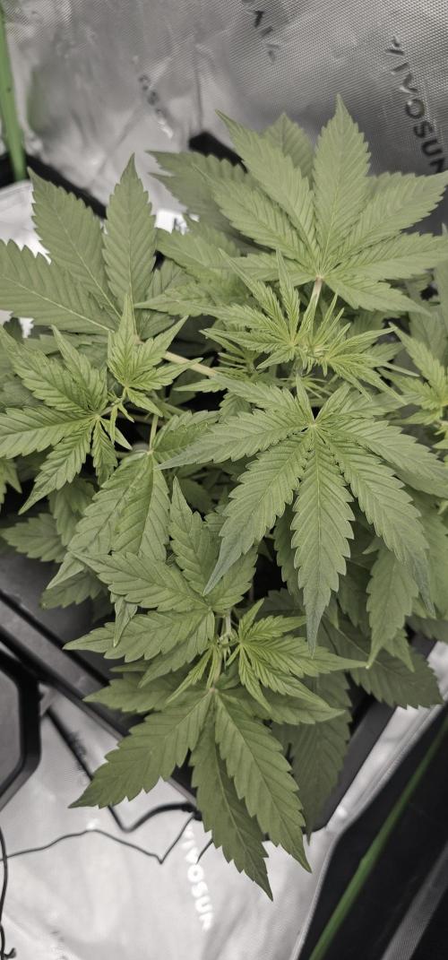 First Grow - DWC. Week 6