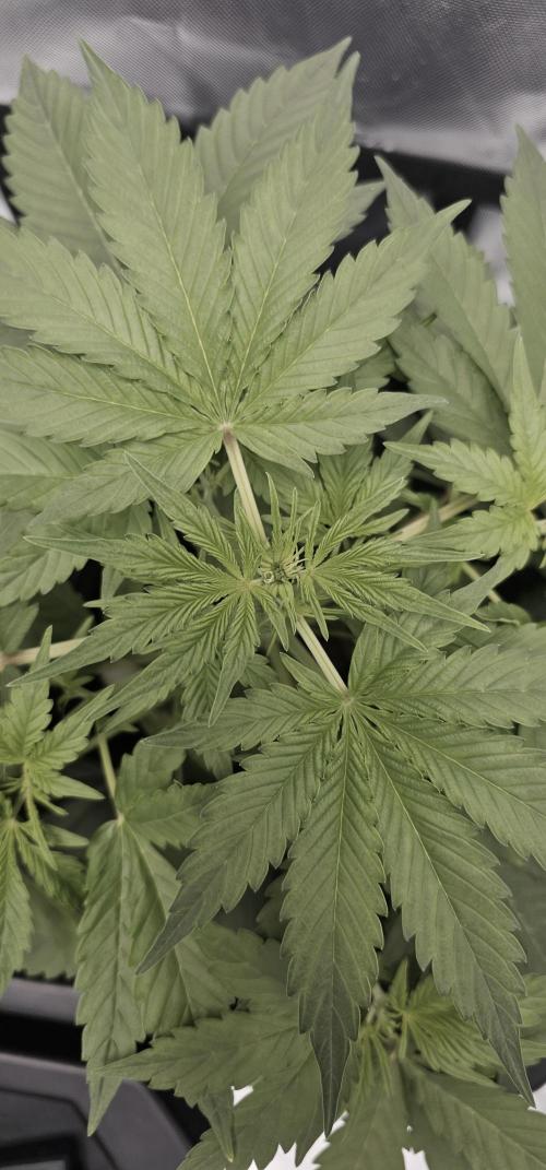 First Grow - DWC. Week 6