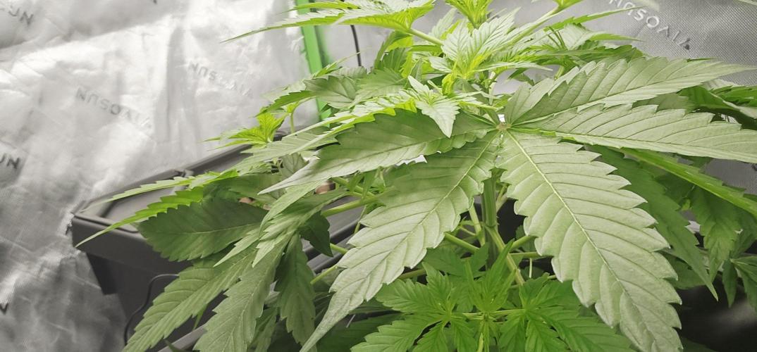 First Grow - DWC. Week 6