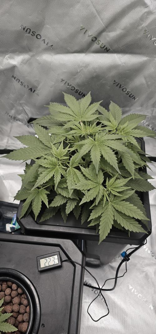 First Grow - DWC. Week 6