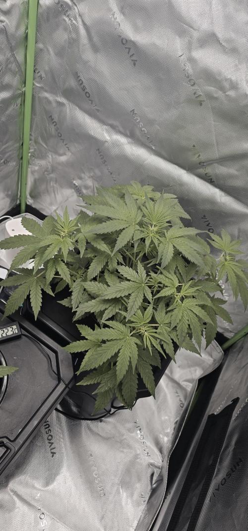 First Grow - DWC. Week 6 - did some defoliation of fan leaves from node 2 node 4 and node 7.