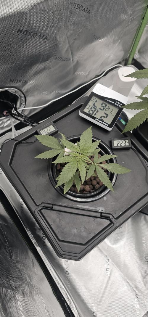 First Grow - DWC. Week 6