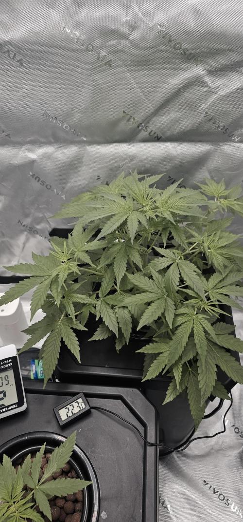 First Grow - DWC. Week 6