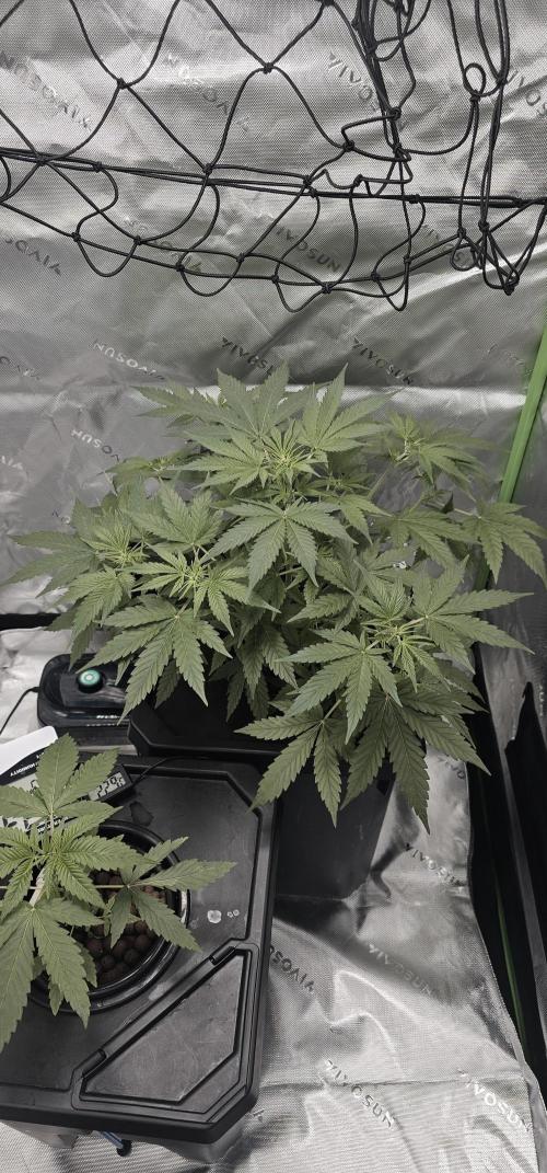 First Grow - DWC. Week 6 - after defoliation