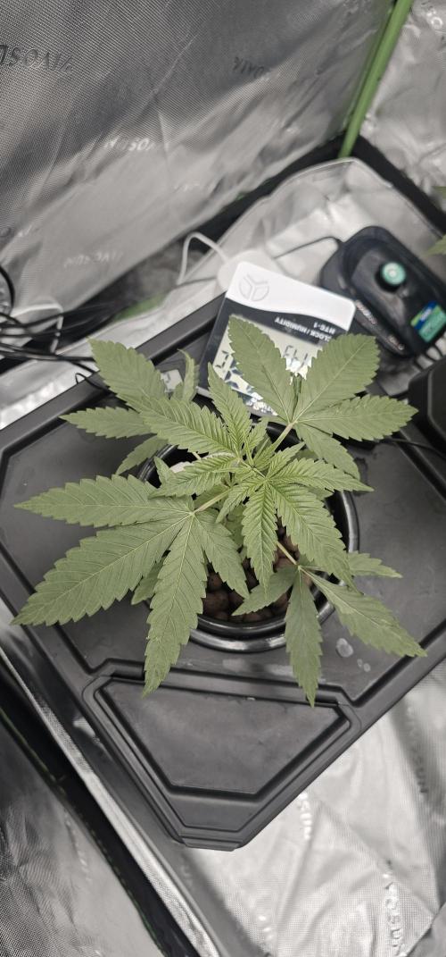 K0KA420