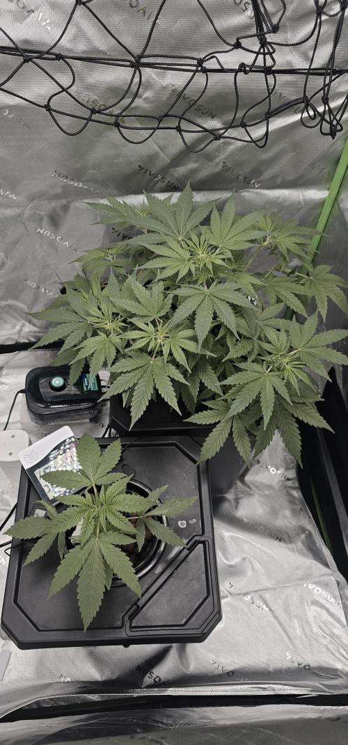 K0KA420