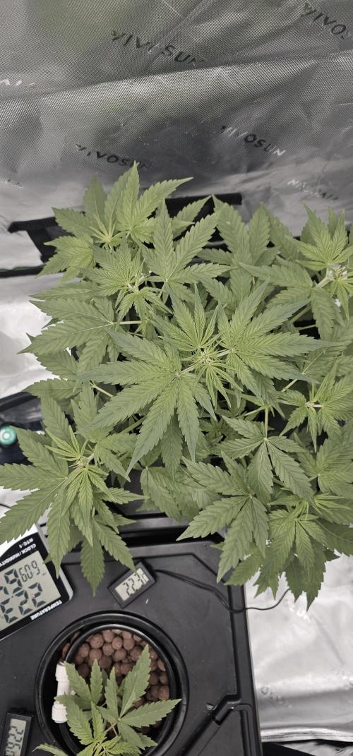 First Grow - DWC. Week 8