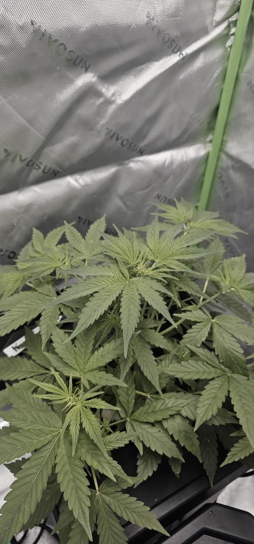 First Grow - DWC. Week 8