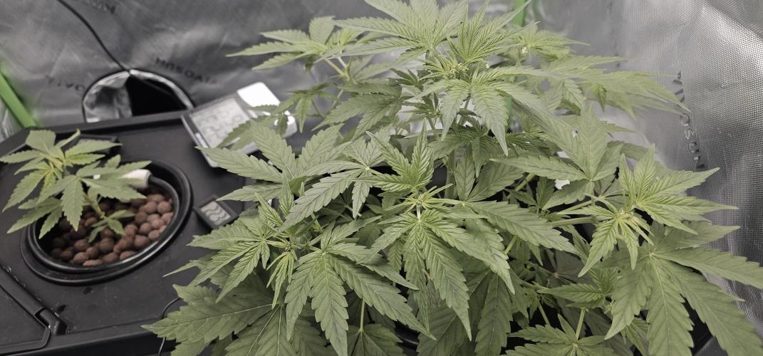 First Grow - DWC. Week 8