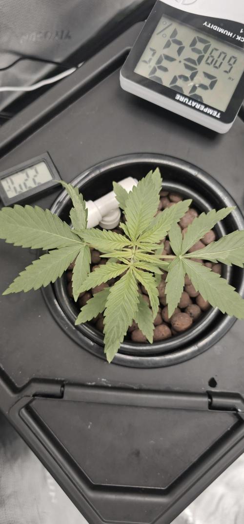 First Grow - DWC. Week 8