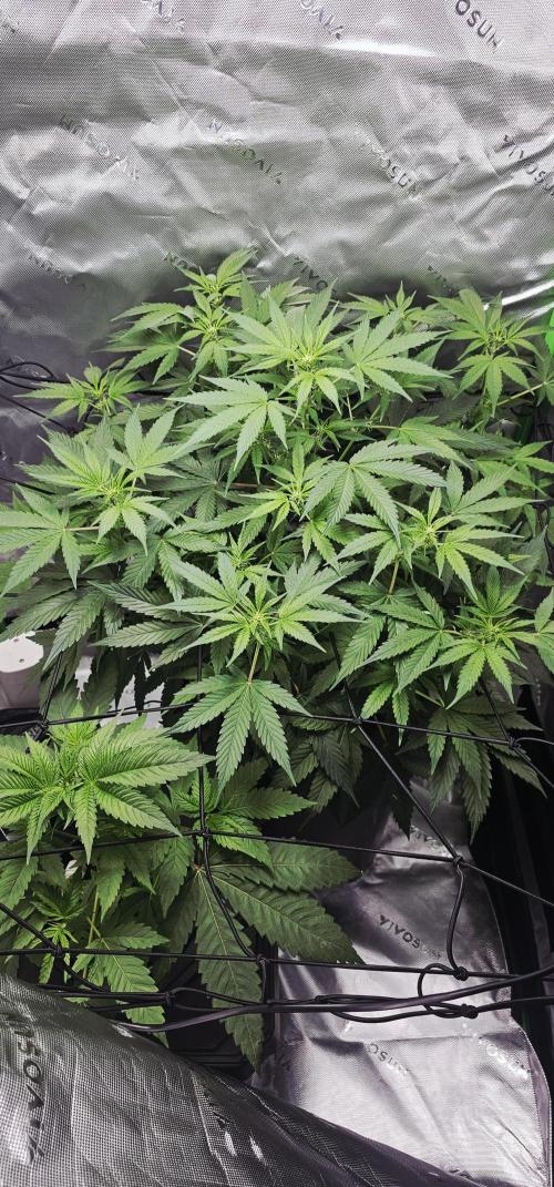 First Grow - DWC. Week 9