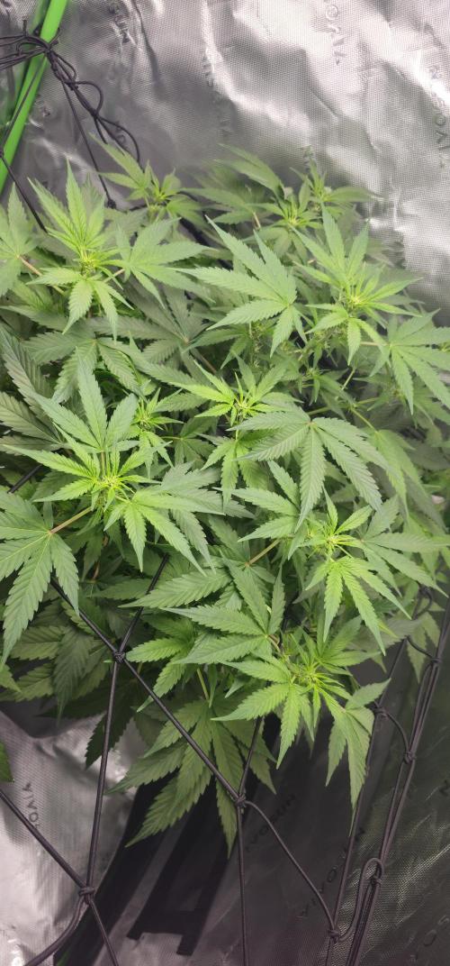 First Grow - DWC. Week 9