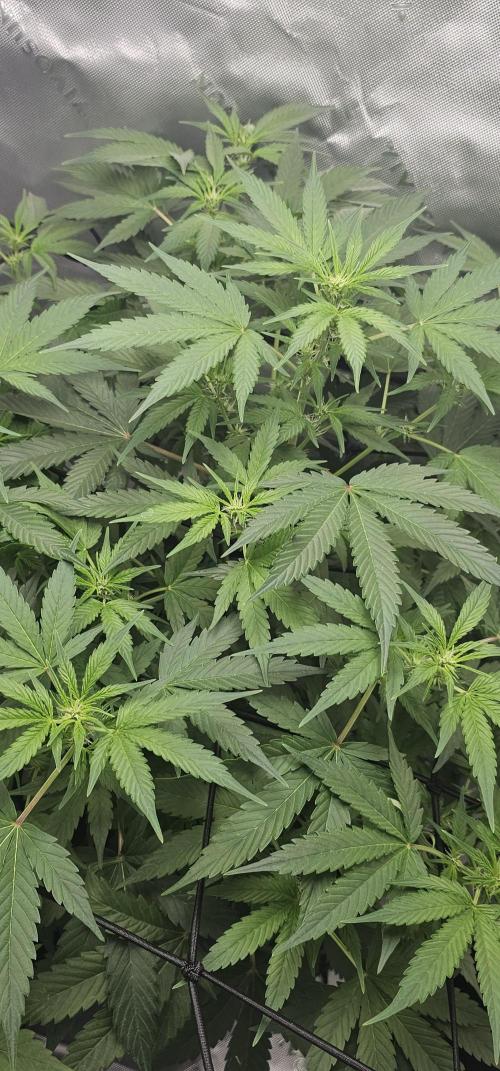 First Grow - DWC. Week 9