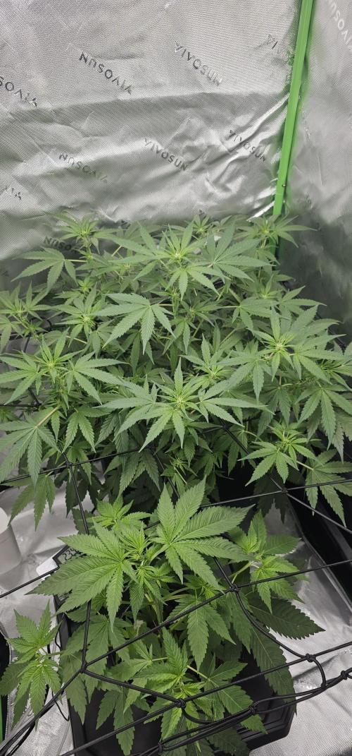 First Grow - DWC. Week 9