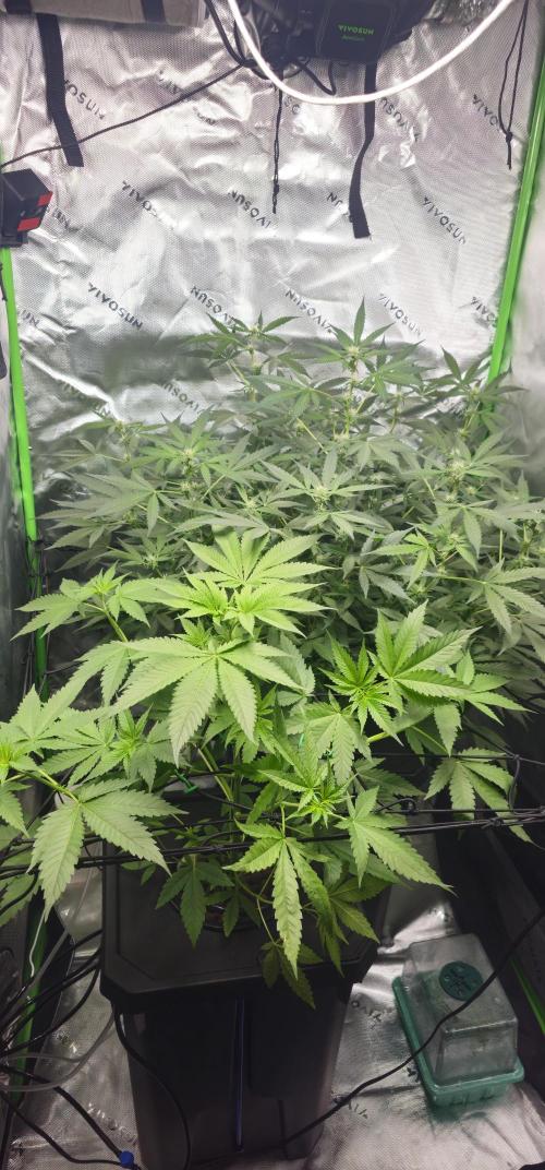 First Grow - DWC. Week 10