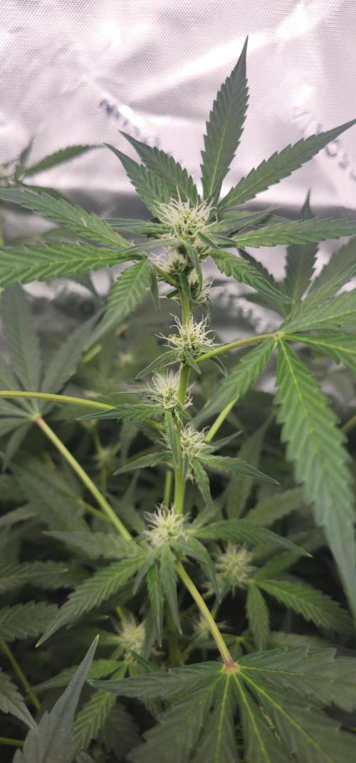 First Grow - DWC. Week 10