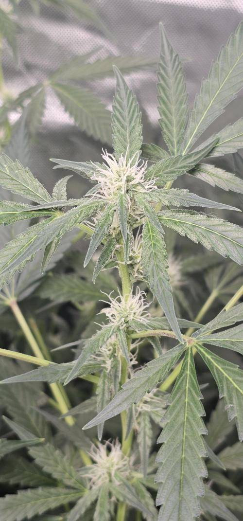 First Grow - DWC. Week 10