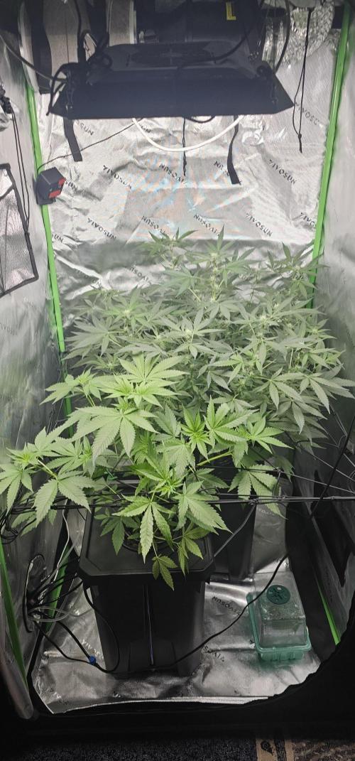 First Grow - DWC. Week 10