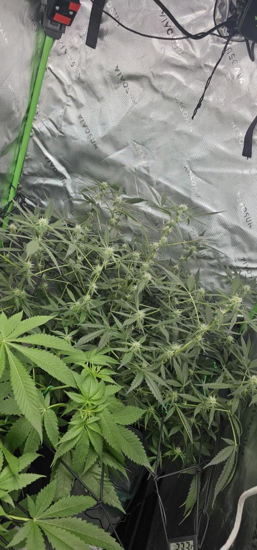 First Grow - DWC. Week 11