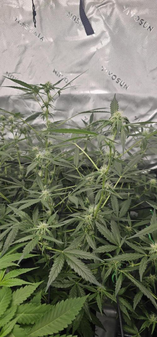 First Grow - DWC. Week 11