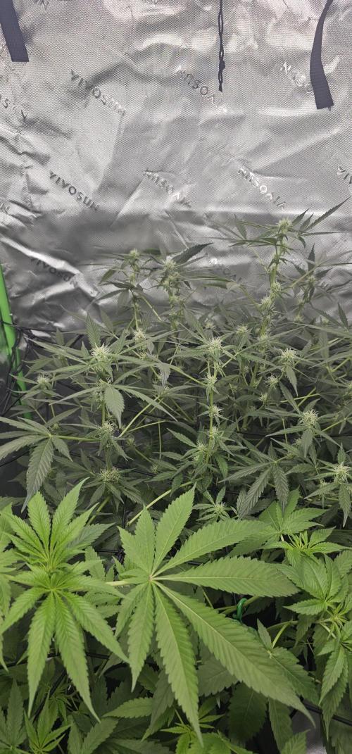 First Grow - DWC. Week 11