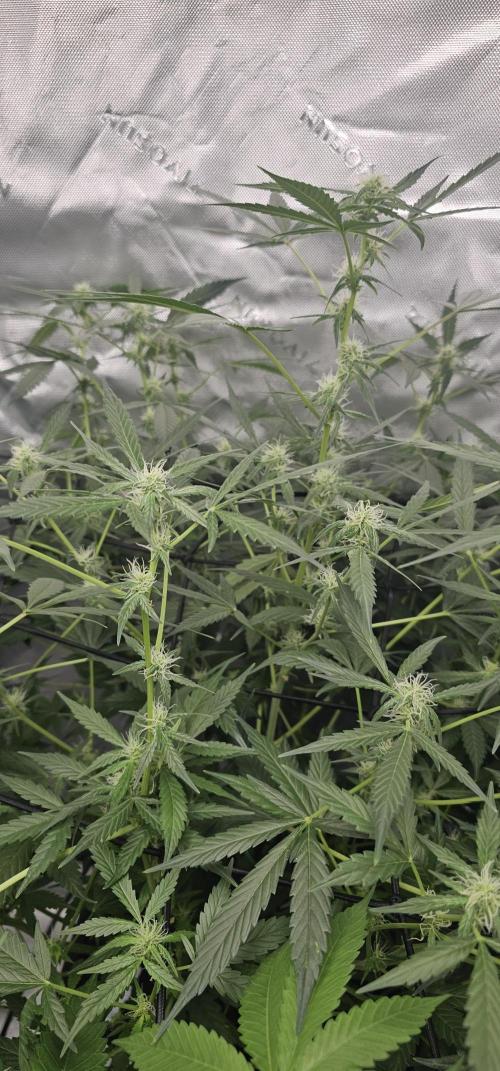 First Grow - DWC. Week 11