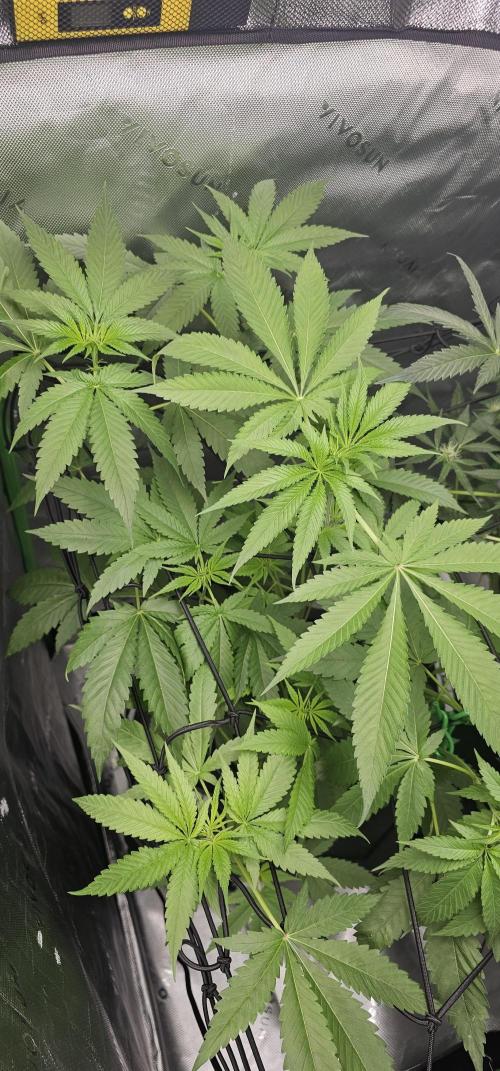 First Grow - DWC. Week 11 - lemon orange is such a hot strain !!!