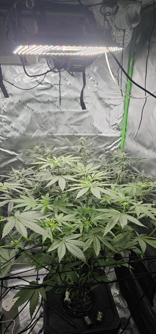 First Grow - DWC. Week 12