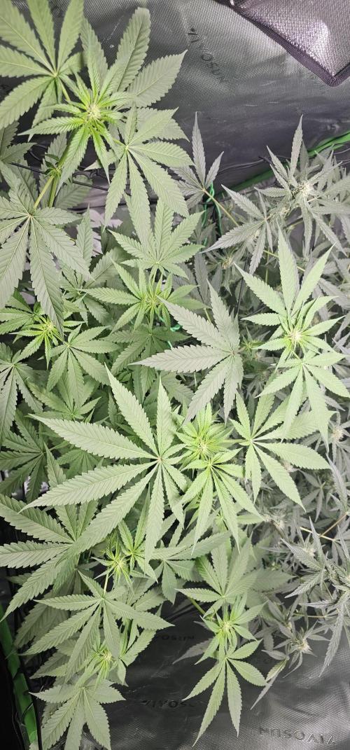 First Grow - DWC. Week 12