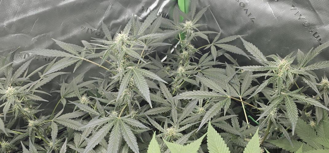 First Grow - DWC. Week 12