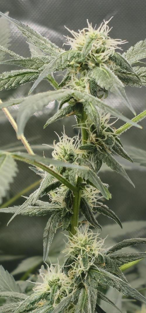 First Grow - DWC. Week 12